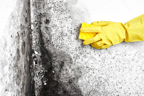 Best Mold Testing  in Marcellus, MI