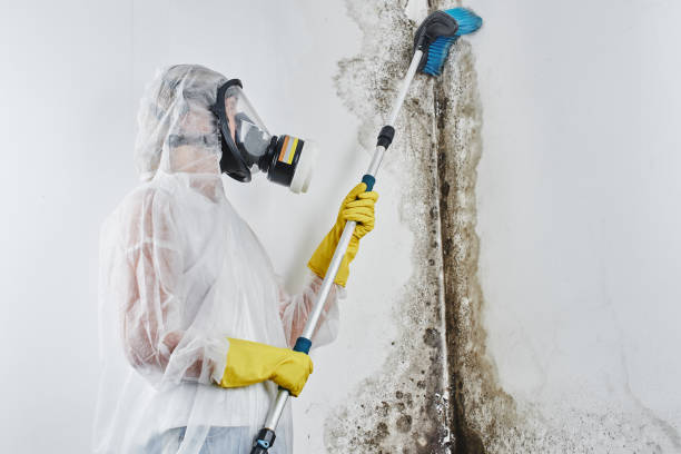 Best Mold Remediation  in Marcellus, MI