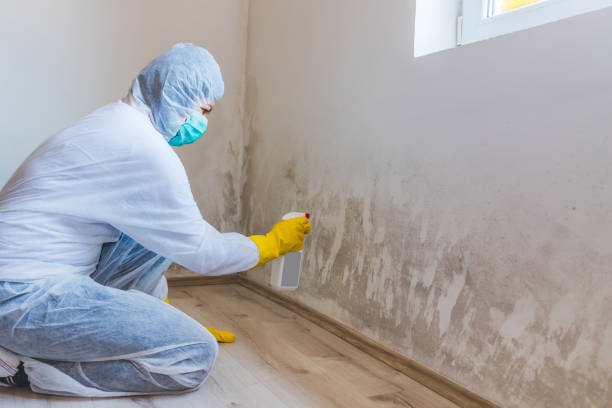 Best Mold Cleaning Services  in Marcellus, MI