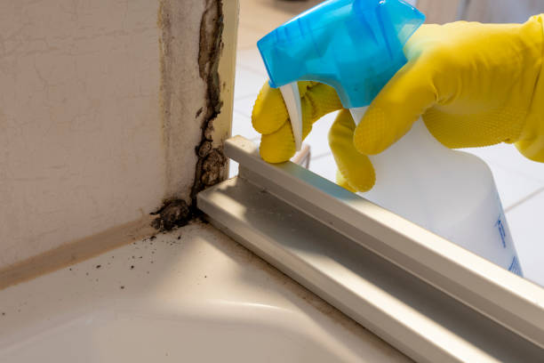 Best Home Mold Removal  in Marcellus, MI