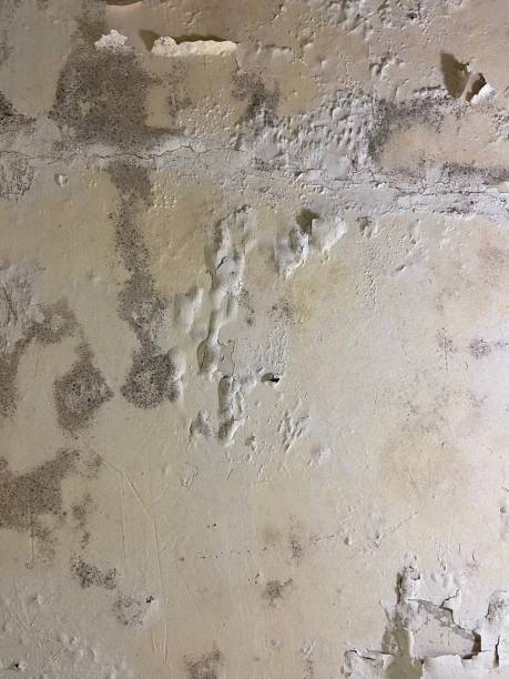 Best Mold Removal Specialists  in Marcellus, MI