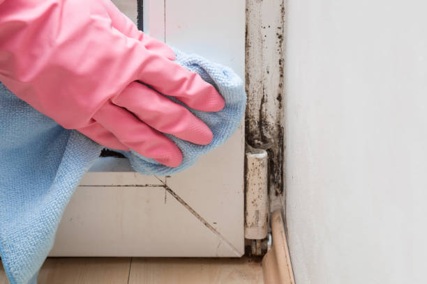 Best Mold Removal Company Near Me  in Marcellus, MI