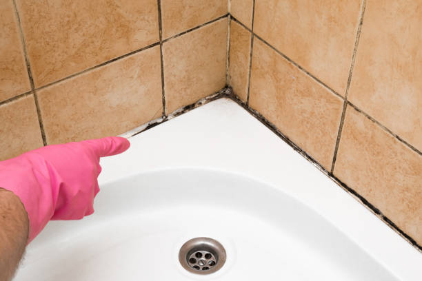 Best Mold Damage Repair  in Marcellus, MI